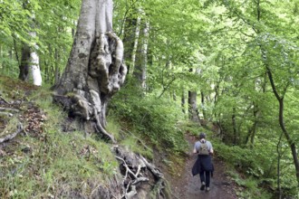 Woman hiking in Jasmund National Park on Rügen, Mecklenburg-Western Pomerania, Germany