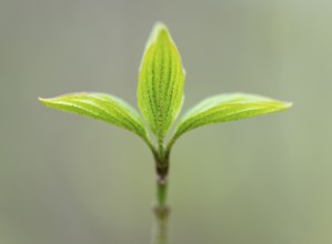 Red dogwood (Cornus sanguinea), young leaves, fresh leaf shoots, Lower Saxony, Germany