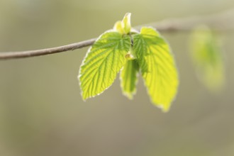 Common hazel (Corylus avellana), young leaves, fresh leaf shoots, Lower Saxony, Germany
