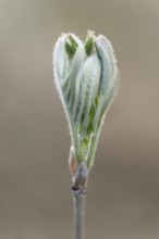 Rowan, mountain ash (Sorbus aucuparia), young leaves, fresh leaf shoots, Lower Saxony, Germany