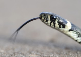 Grass snake (Natrix natrix), portrait, tonguing, forked tongue, Lower Saxony, Germany