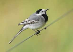 Wagtail (Motacilla alba) standing on a wire fence, Lower Saxony, Germany