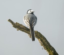 Wagtail (Motacilla alba) standing on a branch, Lower Saxony, Germany