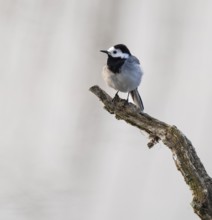 Wagtail (Motacilla alba) standing on a branch, Lower Saxony, Germany