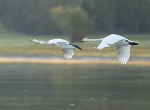 Singing swan (Cygnus cygnus), two whooping swans flying over a lake, Lower Saxony, Germany