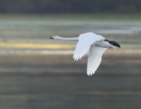 Singing swan (Cygnus cygnus) flying over a lake, Lower Saxony, Germany