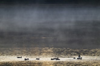 Crickente (Anas crecca), crickenten looking for food on a lake, morning light, clouds of fog, Lower
