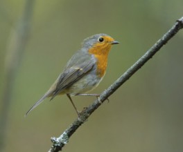 Robin (Erithacus rubecula) on a branch, Lower Saxony, Germany