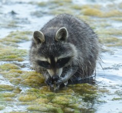 Raccoon (Procyon lotor), looking for food in the shallow water zone of a lake, Lower Saxony,