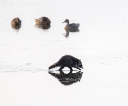 Raccoon (Procyon lotor), young raccoon looking for food in the shallow water zone of a lake, behind
