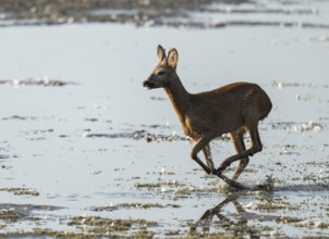 Deer (Capreolus capreolus), young roebuck running through the shallow water zone of a lake, Lower
