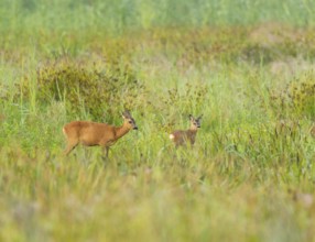 Deer (Capreolus capreolus), ricke and fawn stand on a wet meadow, Lower Saxony, Germany