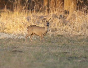 Deer (Capreolus capreolus), Ricke im Winterfell standing in a meadow, Lower Saxony, Germany