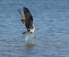 Osprey (Pandion haliaetus) flies over a blue water surface of a lake while hunting fish, Lower