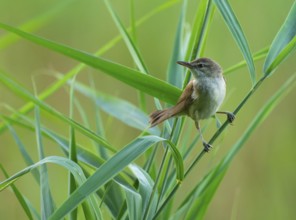 Thrush warbler (Acrocephalus arundinaceus) on a reed, reed (Phragmites australis), Lower Saxony,