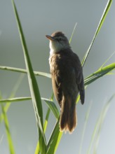 Thrush warbler (Acrocephalus arundinaceus) on a reed, reed (Phragmites australis), Lower Saxony,