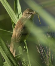 Bluebird (Acrocephalus arundinaceus) on a reed stalk, reed (Phragmites australis), with prey