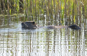 Nutria (Myocastor coypus) swims on a lake, Lower Saxony, Germany