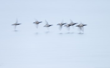 Heron duck (Aythya fuligula), heron flying over a lake, motion blur, long exposure, pull, mopping