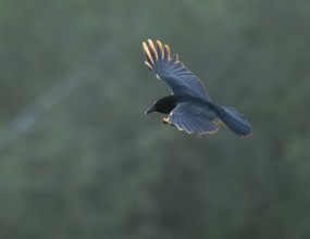 Raven crow (Corvus corone) flying, Lower Saxony, Germany