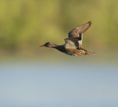 Schnatter duck (Mareca strepera), female flying across a lake, Lower Saxony, Germany