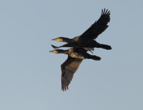 Cormorant (Phalacrocorax carbo) two birds in flight, blue sky, Lower Saxony, Germany
