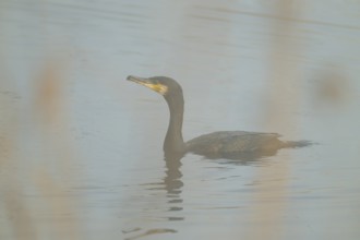 Cormorant (Phalacrocorax carbo) swimming on a lake, fog, Lower Saxony, Germany