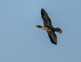 Cormorant (Phalacrocorax carbo) in flight, blue sky, Lower Saxony, Germany