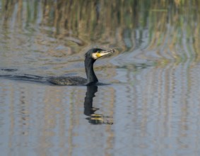 Cormorant (Phalacrocorax carbo) swims on a lake, Lower Saxony, Germany
