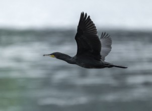 Cormorant (Phalacrocorax carbo) flying, Lower Saxony, Germany