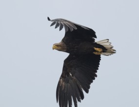 White-tailed eagle (Haliaeetus albicilla) in flight looking for food, Lower Saxony, Germany