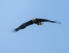 White-tailed eagle (Haliaeetus albicilla) in flight looking for food, blue sky, Lower Saxony,