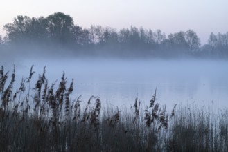 Lake and birds on water in front of sunrise, clouds of fog, Lower Saxony, Germany