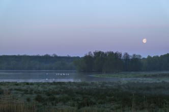 Landscape in front of sunrise with moon in the sky, wetland, Lower Saxony, Germany