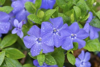 Small evergreen (Vinca minor), blooming, Lower Saxony, Germany