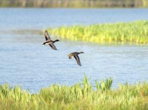 Mallard (Anas platyrhynchos), male and female flying across a lake, Lower Saxony, Germany