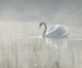 Silted swan (Cygnus olor) swims in impressive position on a lake, fog, Lower Saxony, Germany