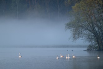 Humped swans (Cygnus olor) swimming on a lake in the morning light in fog, clouds of fog, Lower