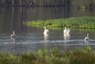 Humped swans (Cygnus olor) swim on a lake in a wetland, Lower Saxony, Germany