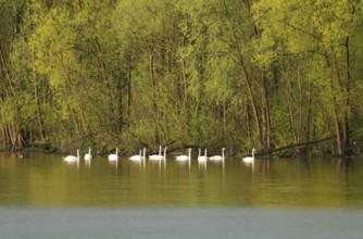 Humped swans (Cygnus olor) swimming on a lake, green forest, willows (Salix), spring, Lower Saxony,