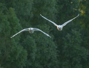 Silted swan (Cygnus olor), two swans in flight, Lower Saxony, Germany