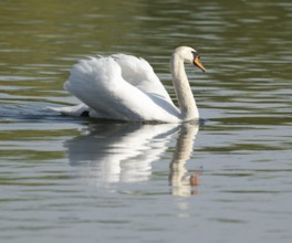 Silted swan (Cygnus olor) swims in impressive position on a lake, Lower Saxony, Germany