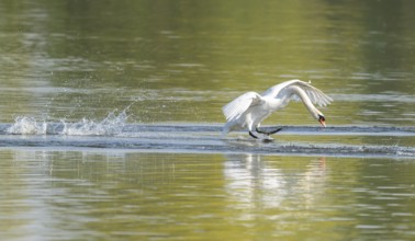 Common swan (Cygnus olor) landing on a lake, Lower Saxony, Germany