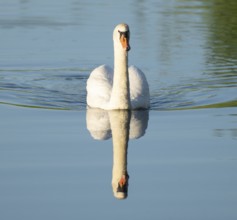 Silted swan (Cygnus olor) swimming on a lake, blue water, Lower Saxony, Germany