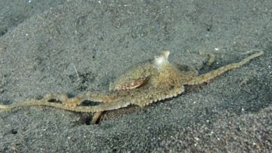 A marbled octopus (Amphioctopus aegina) spreads on sandy seabed. Puri Jati Dive Site, Umeanyar,