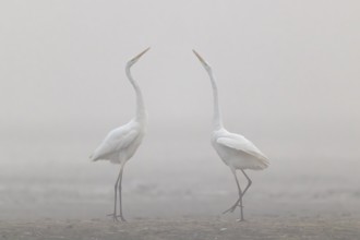 Great Egret, (Egretta alba) Warring Great Egret in the Mist, Lusatia, Saxony, Germany