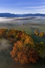 Trees, oaks, beech trees, sunny, morning light, autumn color, fog, aerial view, Riegsee, view of