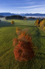 Trees, oaks, beech trees, sunny, morning light, autumn color, fog, aerial view, view of Zugspitze,