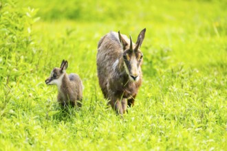 Chamois (Rupicapra rupicapra) Mother (doe) with her youngster (fawn) on a meadow, Austria