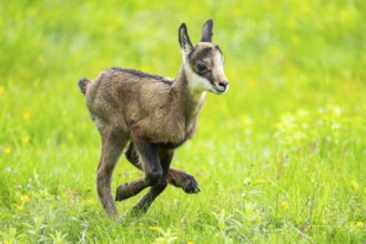 Chamois (Rupicapra rupicapra) youngster (fawn) running over a meadow, Austria